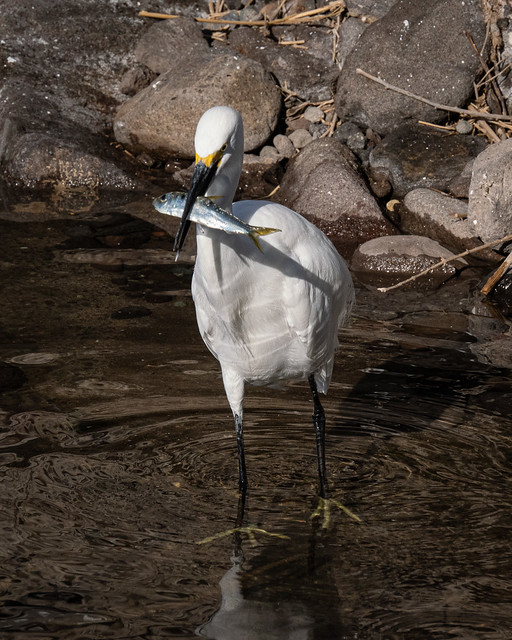 Snow Egret with fish