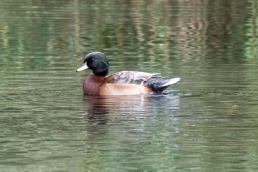 Wood duck x Mallard (hybrid)