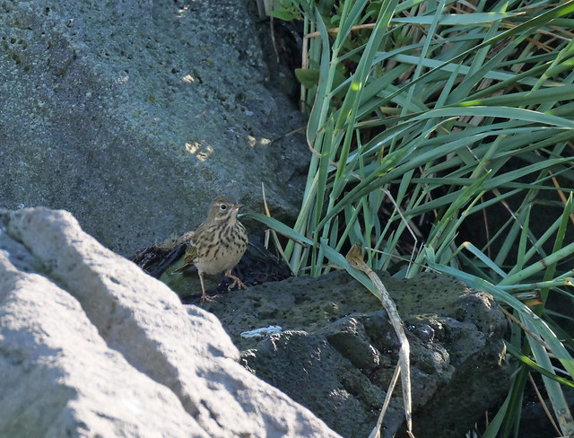 meadow pipit 3