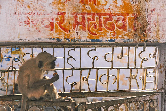 Hungry monkey - Pushkar 2008