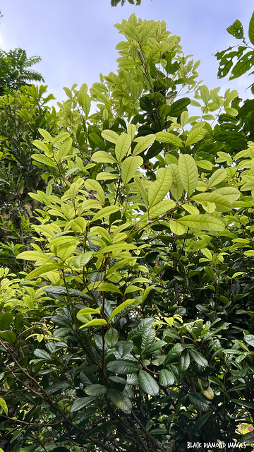 Mischocarpus ailae - Caldera Woolly Pear-fruit, Aila's Pear Fruit