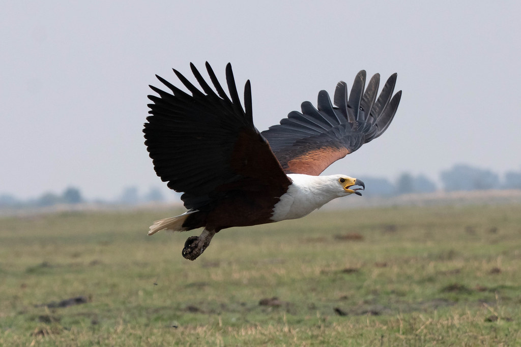 Most Handsome Eagles in the World - Harpy Eagle (Harpia harpyja)