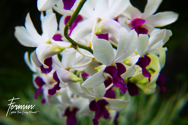 Capture Cattleya orchids