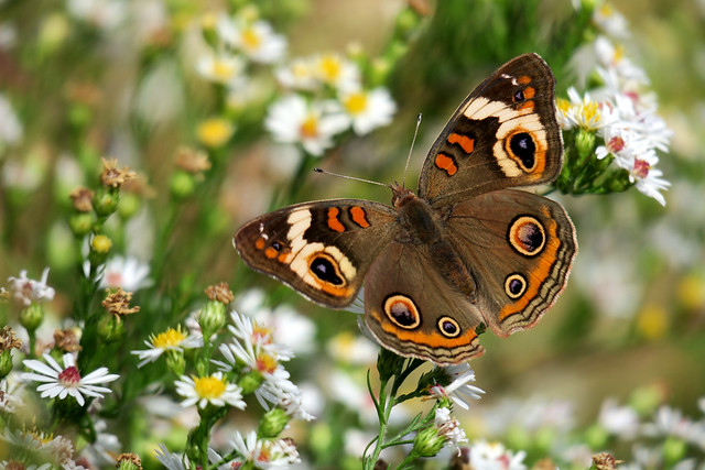 common buckeye on frost asters (Explored)