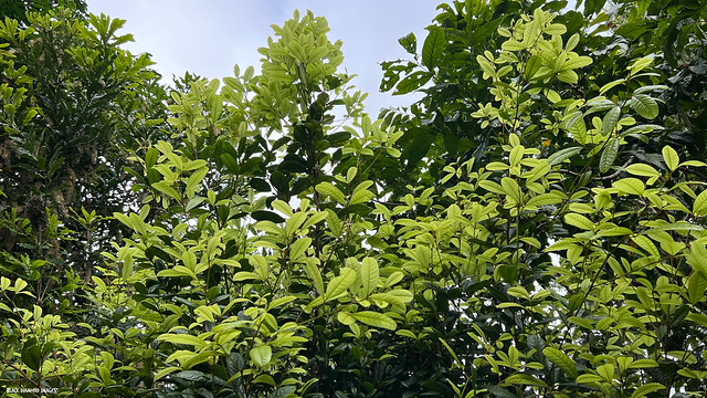 Mischocarpus ailae - Caldera Woolly Pear-fruit, Aila's Pear Fruit