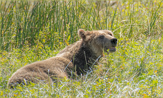 Knight Inlet Grizzly Matriarch