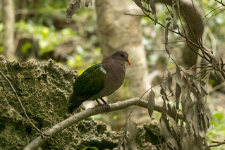 Emerald Ground Dove