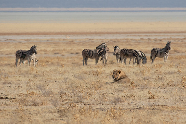Southern Lion and Burchell's Zebra