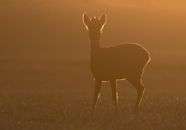 Roe Deer at dawn