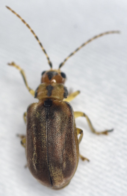 5.8 mm viburnum leaf beetle