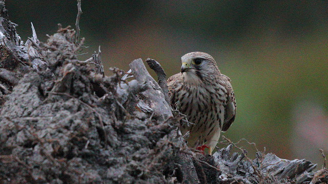 Turmfalke (Falco tinnunculus) in der Dämmerung