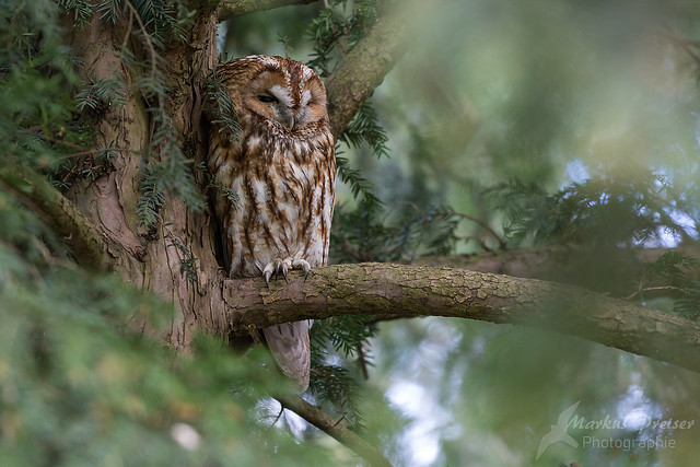 Waldkauz  //  Tawny owl