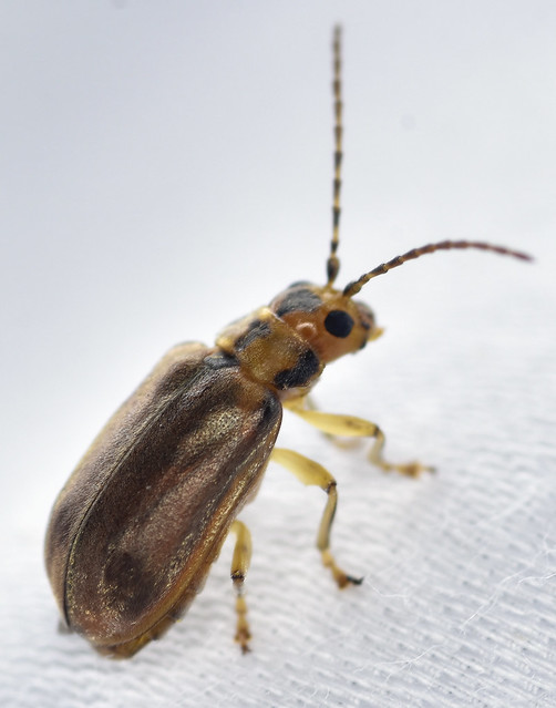 5.8 mm viburnum leaf beetle