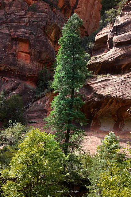 Tall pine in Oak Creek Canyon
