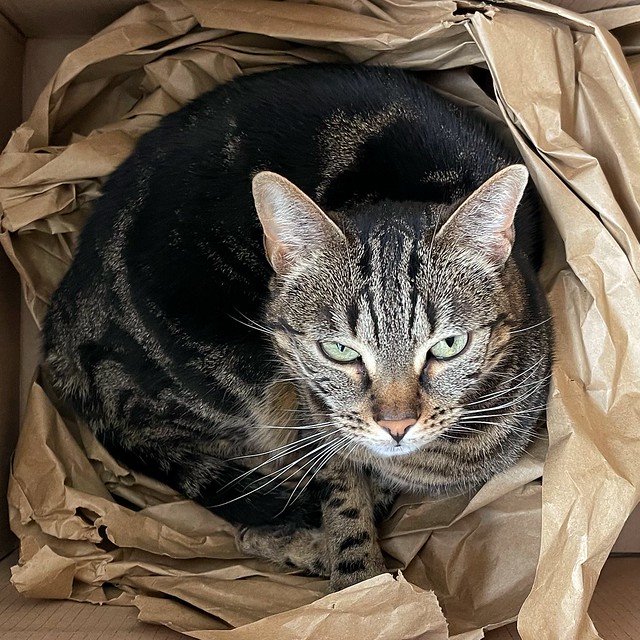 Lola in the Box