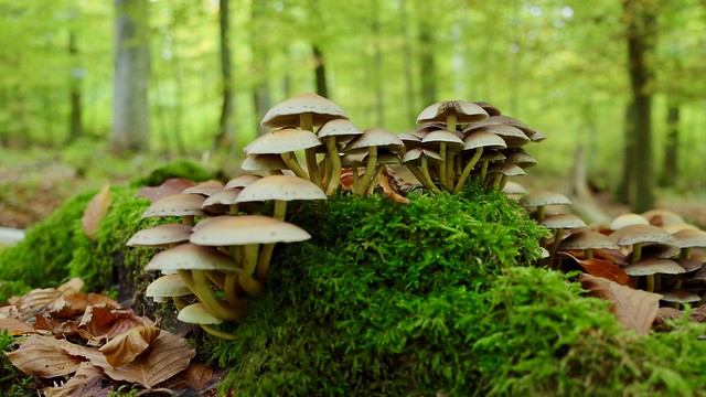 Mushroom season