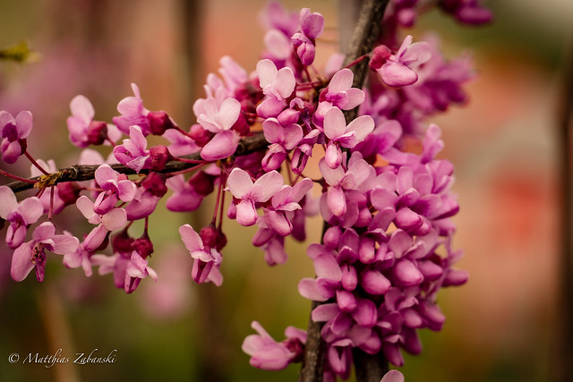 branch of the Judas tree in bloom