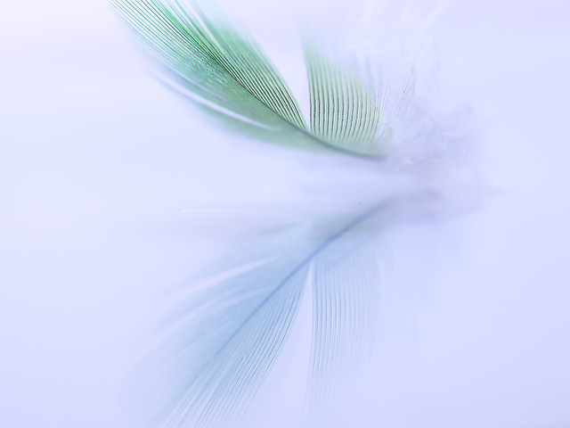Feather in high key