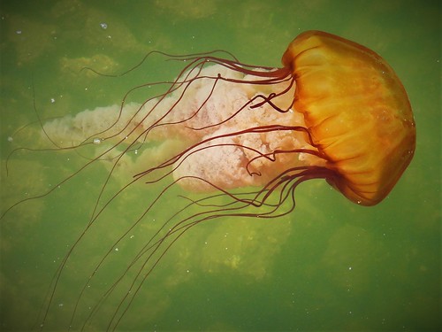 Jellyfish, Westport