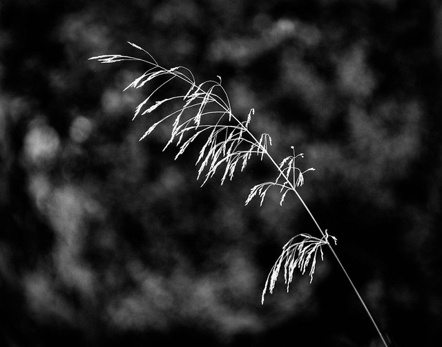 Wild Grasses mono-115584.jpg