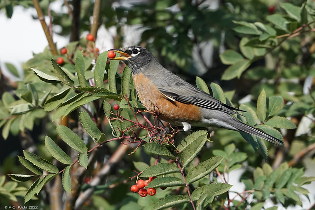 Robin with Mountain Ash Berry