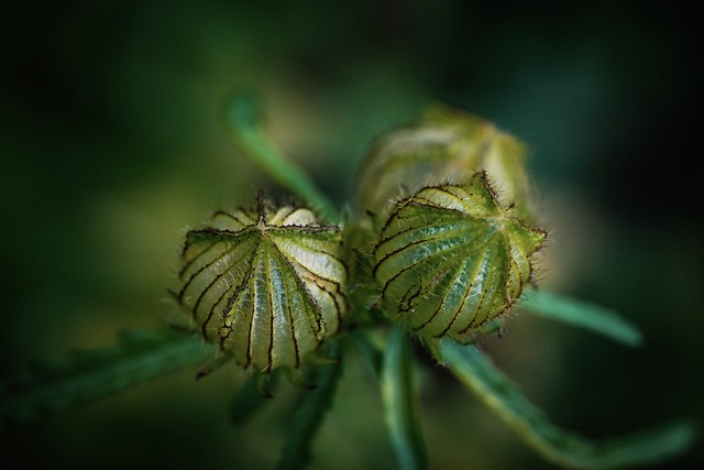 The seed capsules of the mallow Pavonia hastata.