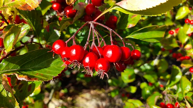 Berries of Crataegus Jubilee