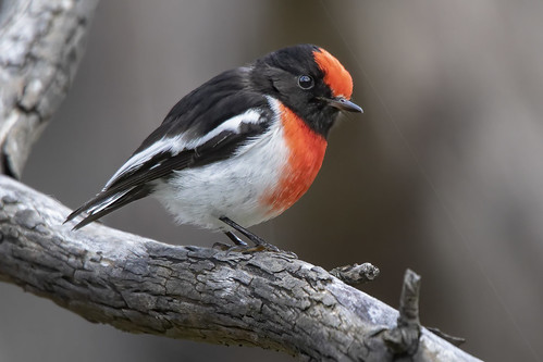 Red-capped Robin – Woodlands Historic Park