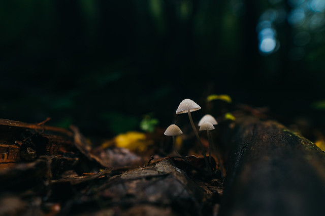 small inedible mushrooms,