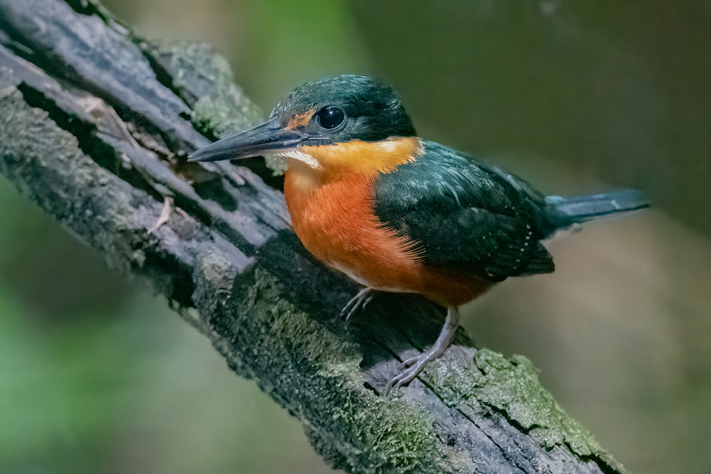 American Pygmy Kingfisher (Chloroceryle aenea), Emberá, Panama