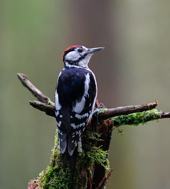 Great Spotted Woodpecker juv.