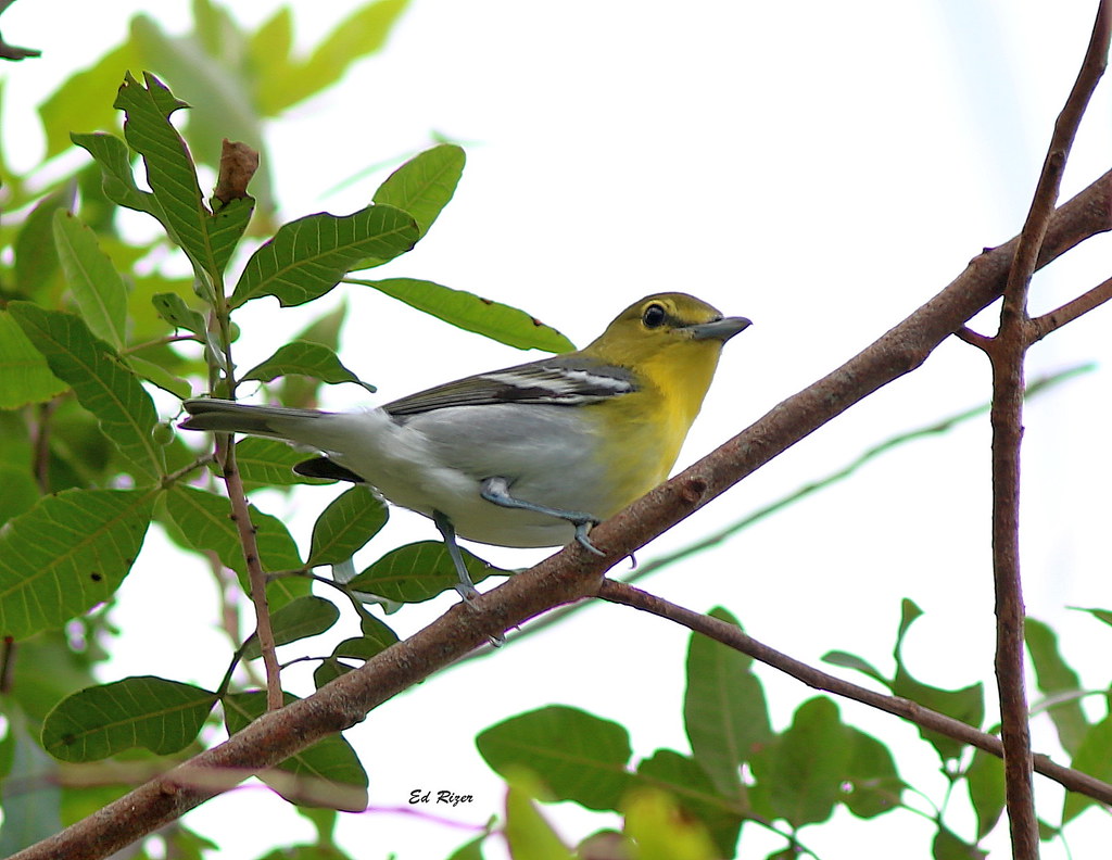 YELLOW-THROATED VIREO - On average I see 1 or 2 of these guys a year. The Beauty Of God's Creation in Lakeland Florida USA 10/15/22