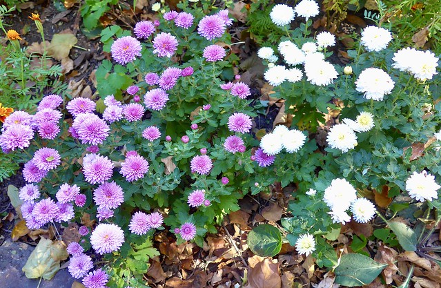Purple and white mums in our backyard, Wayne