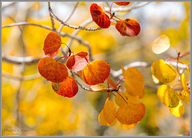 Red & Gold Fall Aspen Leaves