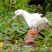 Flickr photo 'Muscovy Duck x Mallard hybrid (Cairina moschata x Anas platyrhynchos)' by: Mary Keim.