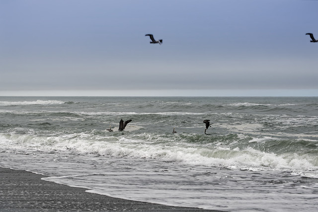 California Brown Pelicans in Search of Food
