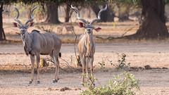 Greater Kudu (Tragelaphus strepsiceros).jpg
