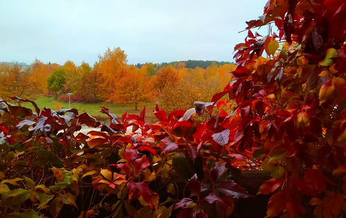 trees redleaves autumn tallinn