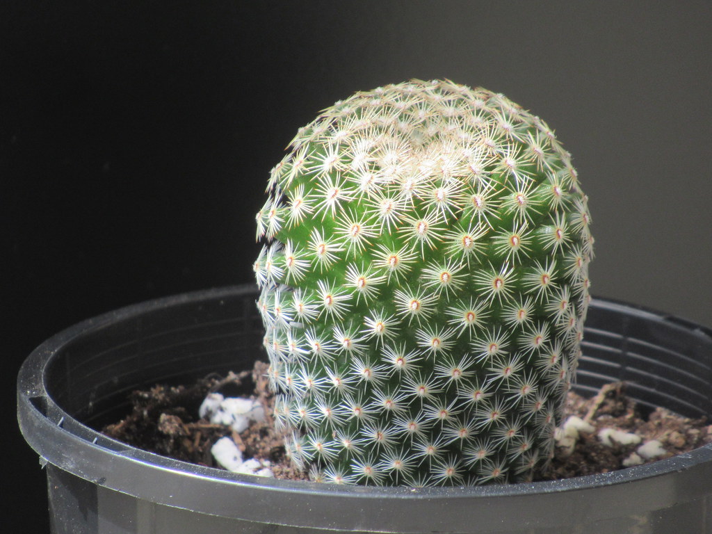 Cactus 044 01 Mammillaria Matudae