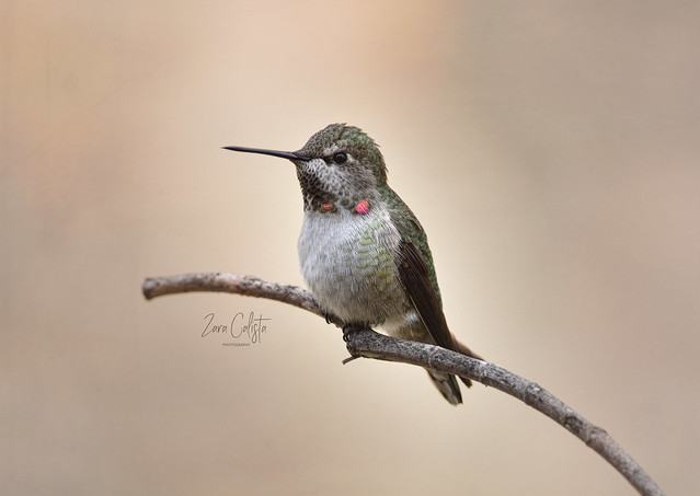 Juvenile Hummingbird