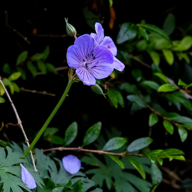 Macro Purple Flora..