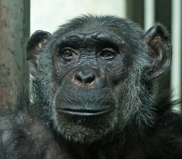 chimpansee Leentje artis LF1A2149
