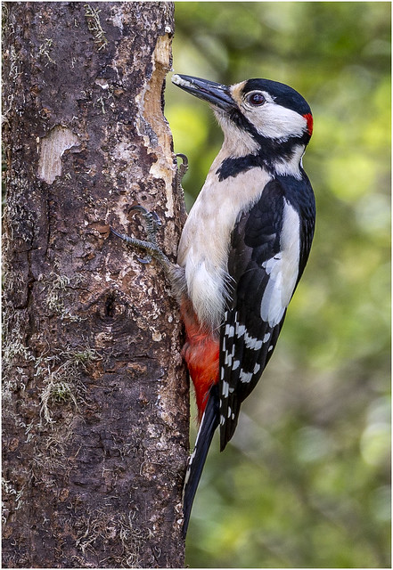 Woodpecker_AEL5802