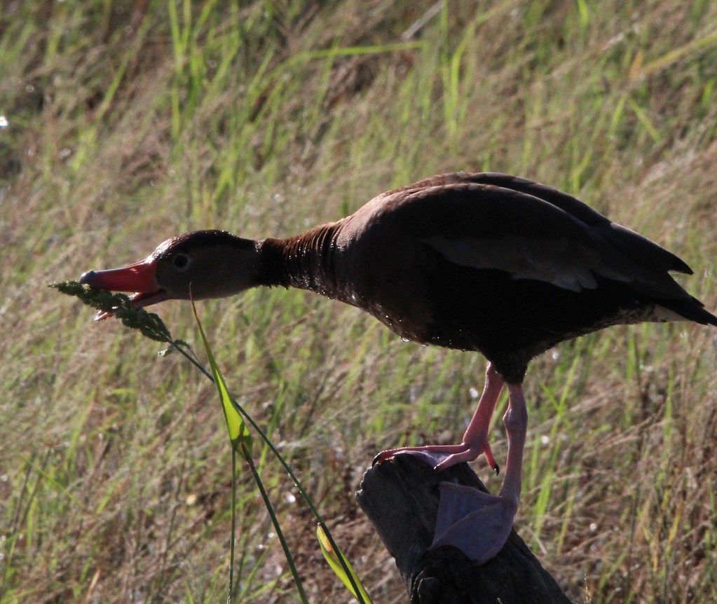 Black Bellied Whistling Duck Estero Grande State Park 10-22