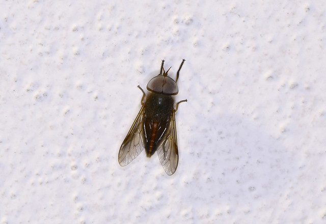 Horsefly --- Tabanus occidentalis
