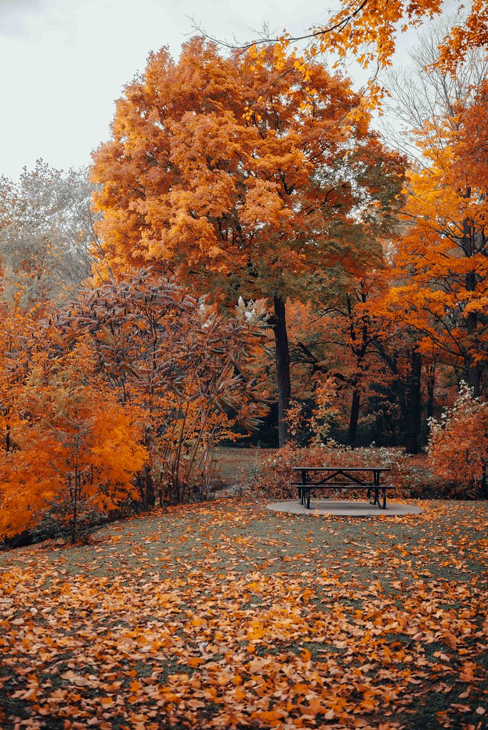 If Autumn had only 1 color. | Miet | Flickr