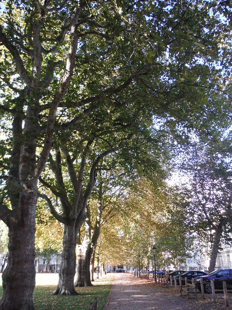 Row of Perimeter Trees, Queen Square SWC City Walk 4 - Bristol Harbour
