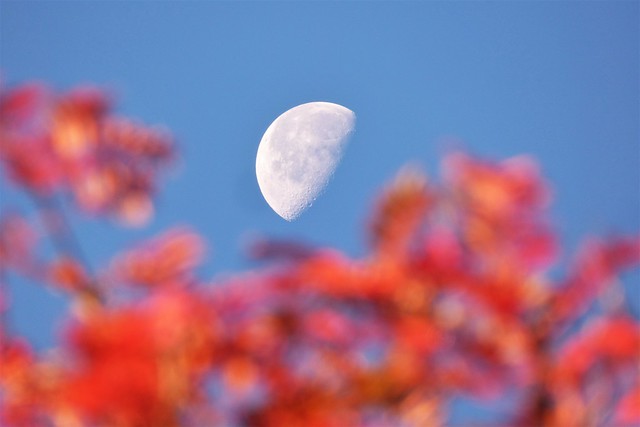 Autumn Moon ..x