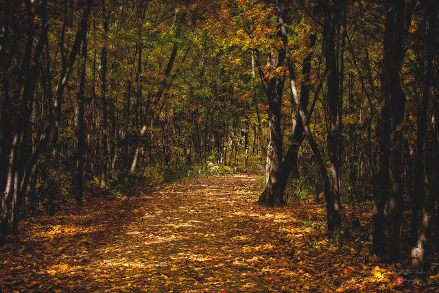 Sentier d'automne / fall trail