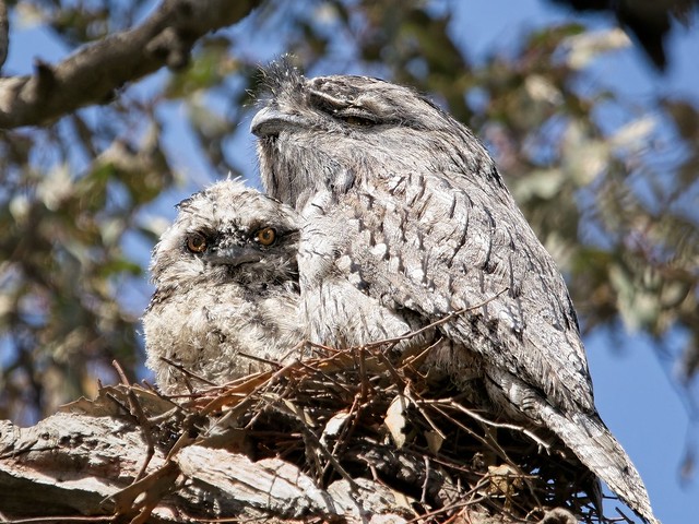 1075_Introducing little Tawny Frogmouth